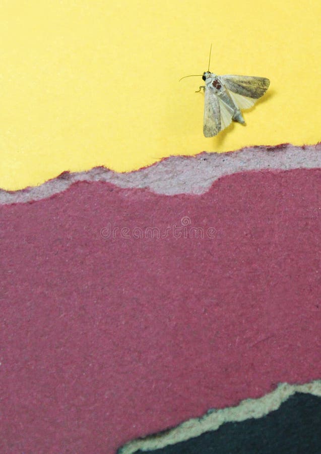 Color papers background with insect stock photo