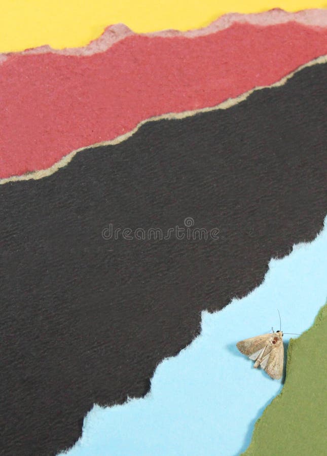 Color papers background with insect stock photography