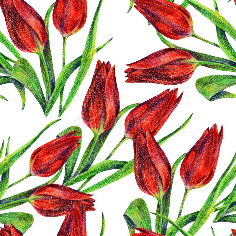 Red Tulips of Color Pencil. Floral Seamless Pattern on a White ...