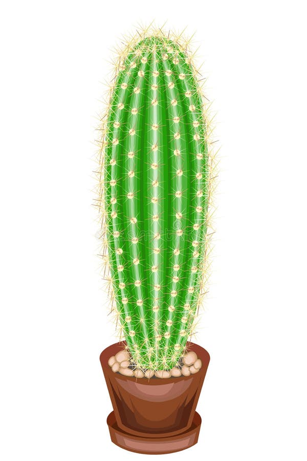 Color picture. Potted plant in a pot. The green cactus is spherical with tubercles covered with spines. Mammillaria, hymnocalicium vector illustration Color picture. Potted plant in a pot. The green cactus is spherical with tubercles covered with spines. Mammillaria, hymnocalicium vector illustration