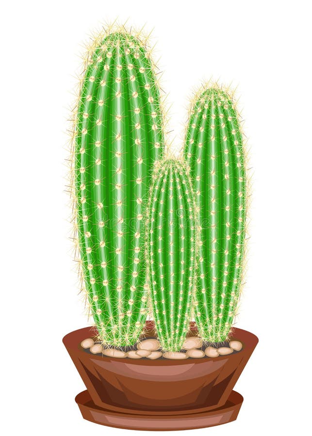 Color picture. Potted plant in a pot. The green cactus is spherical with tubercles covered with spines. Mammillaria, hymnocalicium royalty free illustration Color picture. Potted plant in a pot. The green cactus is spherical with tubercles covered with spines. Mammillaria, hymnocalicium royalty free illustration