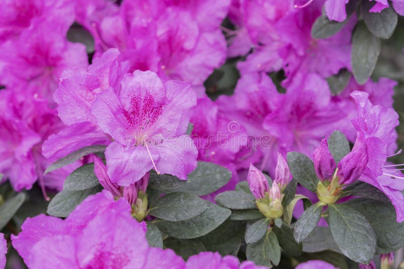 Color Real Azalea Flor Violeta Radiante. Azaleas Violeta Con Flores En El  Jardín De Invierno. Imagen De Cierre Horizontal De Imagen de archivo -  Imagen de ramo, rojo: 176602851