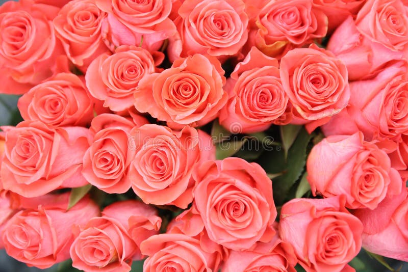 Color Roses Back Ground at the Garden Stock Image Image of pink, bouquet 89731015