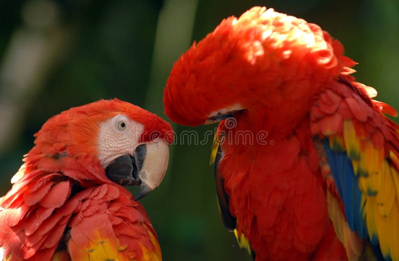 Color scarlatto del macaw 01 immagine stock libera da diritti Color scarlatto del macaw 01 immagine stock libera da diritti