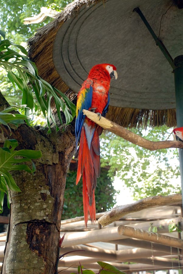 Color scarlatto del Macaw appollaiato sul membro