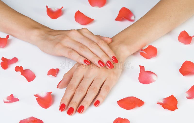 Beautiful hands with scarlet manicure and rose petals lying down isolated on white. Beautiful hands with scarlet manicure and rose petals lying down isolated on white