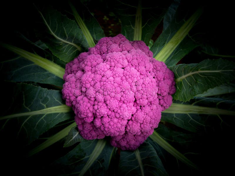 The Color and Shape of Purple Cauliflower. Stock Photo Image of