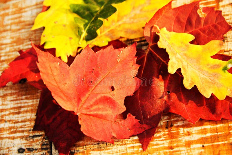 Color variation of leaves