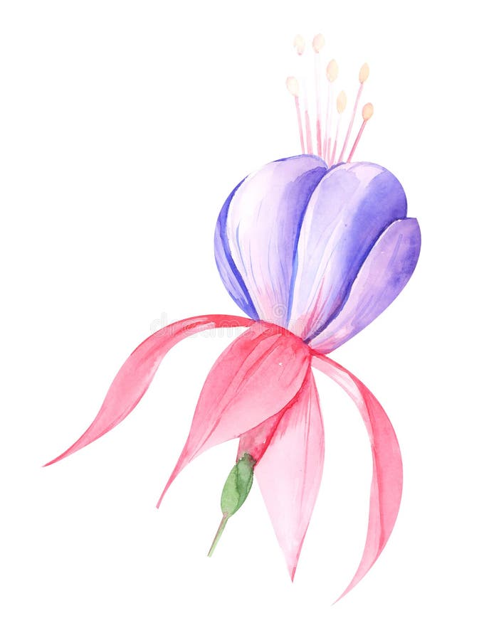 Color Watercolor Illustration of Fuchsia Flowers and Leaves Closeup on ...
