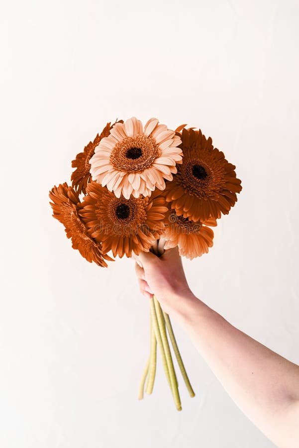 Color of the year 2024: Peach Fuzz. Happy birthday flowers, gerbera daisy flowers in woman hand on white background. Color of the year 2024: Peach Fuzz. Happy birthday flowers, gerbera daisy flowers in woman hand on white background