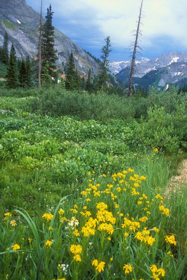 Colorado Alpine Meadow in yellow & blue. High alpine meadow of mule ear and wild flowers in summer in the Rocky Mountains of Colorado stock image Colorado Alpine Meadow in yellow & blue. High alpine meadow of mule ear and wild flowers in summer in the Rocky Mountains of Colorado stock image