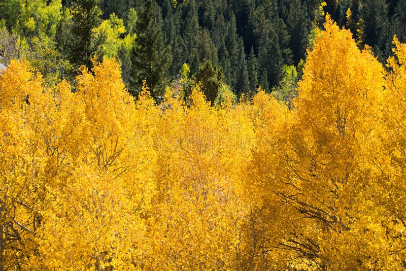 Colorado Aspen Autumn Fall Colors Stock Photo Image Of Environment