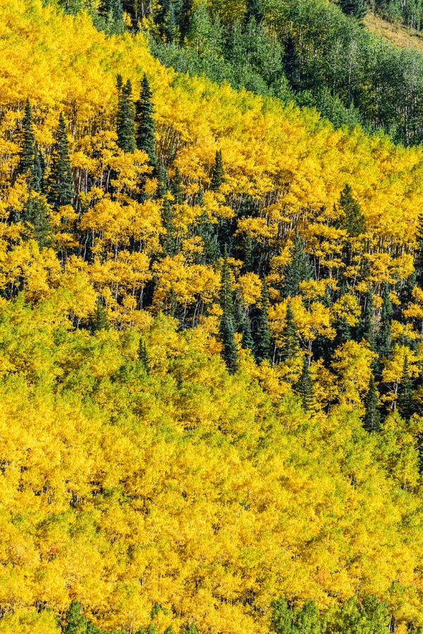 Colorado Aspen Autumn Fall Colors Stock Photo - Image of gold, mountain
