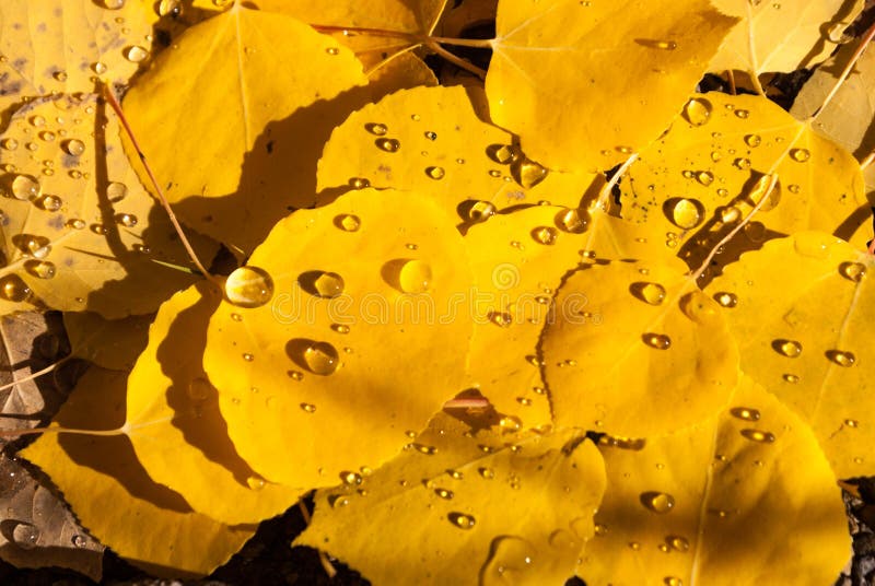 Colorado Aspen leaves with raindrops