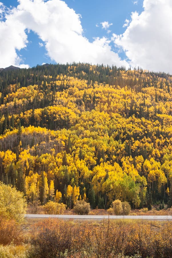 Colorado Aspen Vista