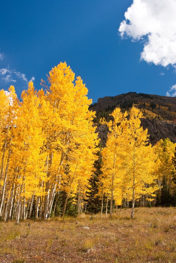 Colorado Aspens