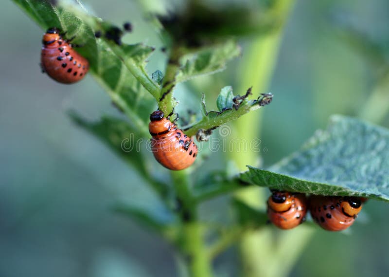 Colorado beetle larva (leptinotarsa decemlineata) - agriculture pest