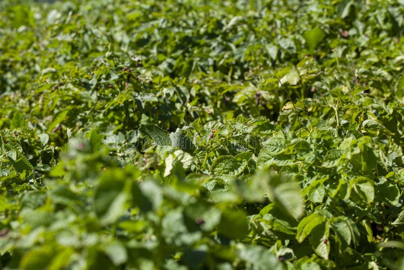 colorado beetles destroying the potato crop in the agricultural field