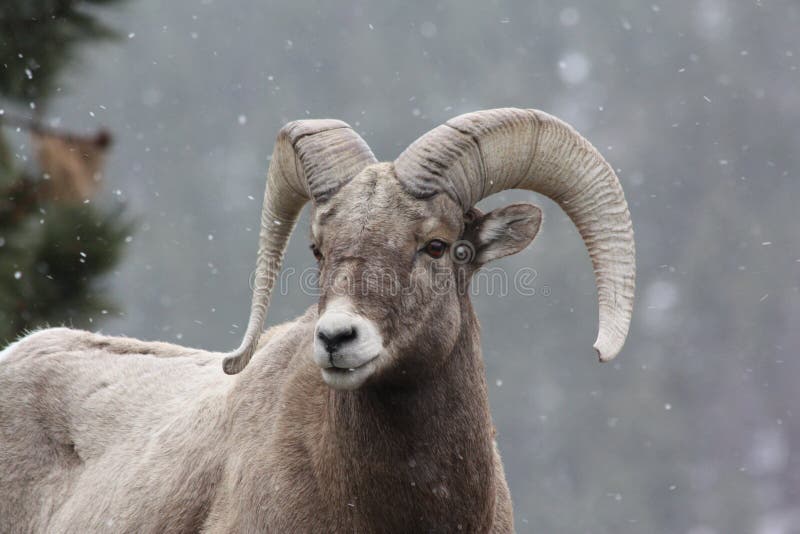 Colorado Bighorn Sheep