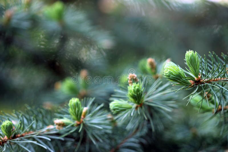 Colorado blue spruce royalty free stock photo Colorado blue spruce royalty free stock photo