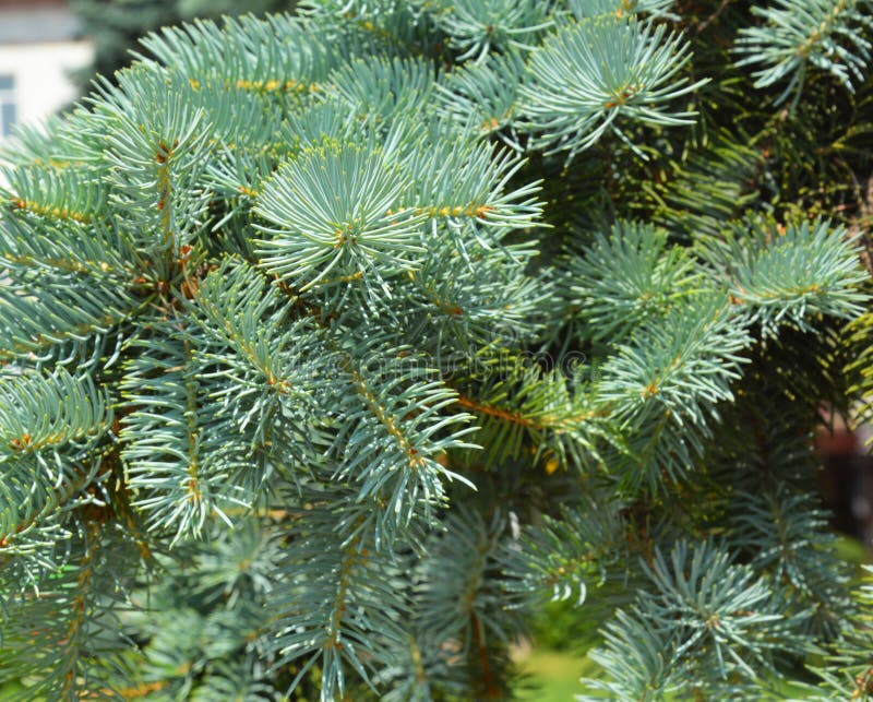 Colorado Blue Spruce Tree Branches. Blue Spruce Tree Stock Image