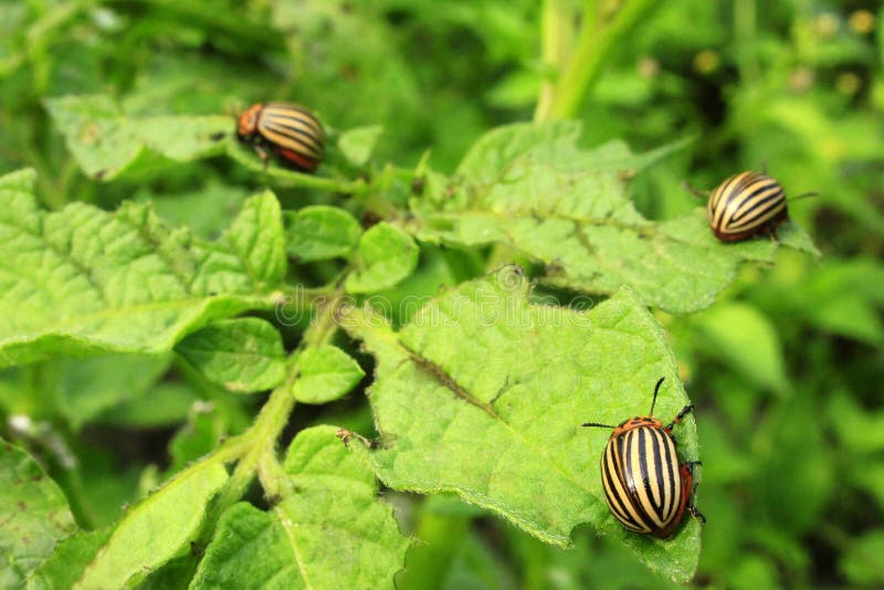 A Lot of Colorado Bugs are Eating Potato Leaves in the Field. Protect