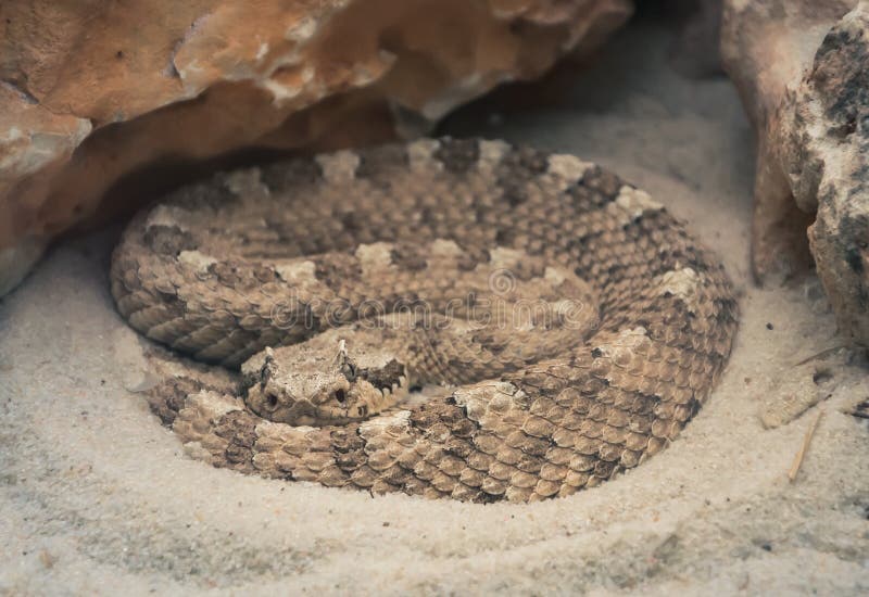 Madrid, Spain 20-08-2013 A Colorado Desert sidewinder coiled between rocks at the Aquarium Zoo in Madrid.