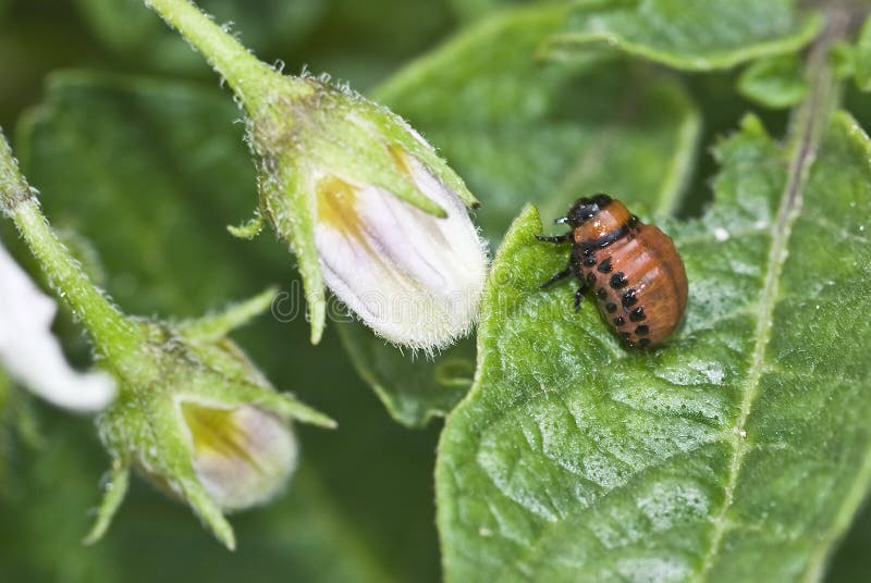 Japanese Beetle stock image. Image of autumn, damage 15506453