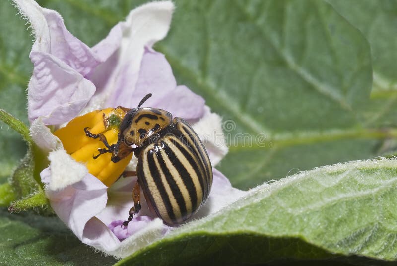 Colorado potato beetle.