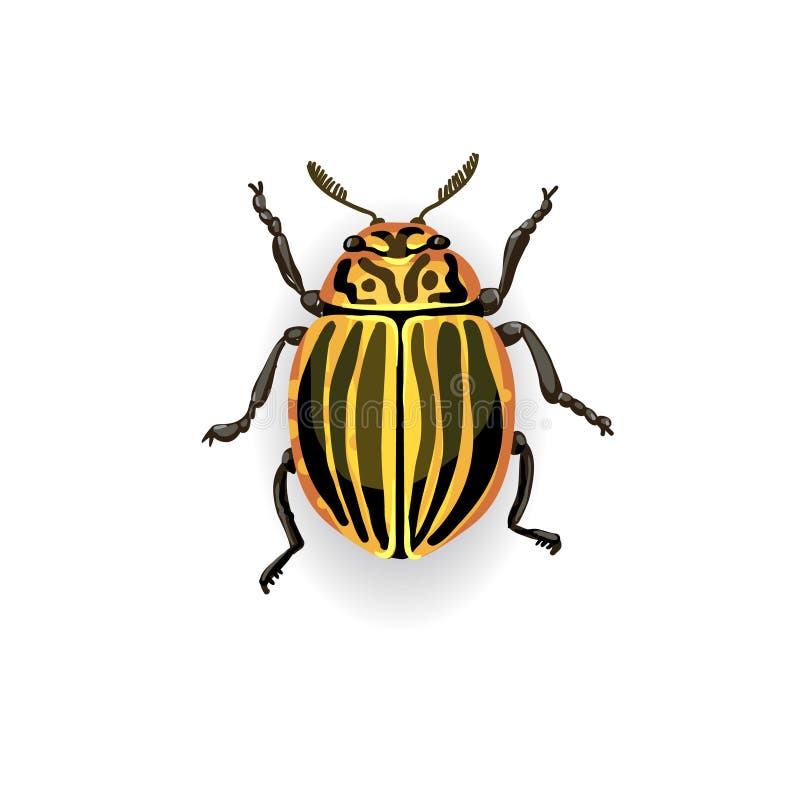 Colorado potato beetle. vector illustration Colorado potato beetle. vector illustration
