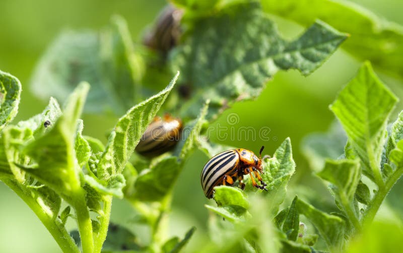 Colorado potato beetle in the field