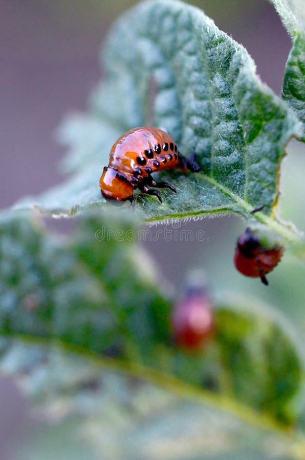 Colorado Potato Beetle Larvae Eat Leaf Of Young Potato Stock Image