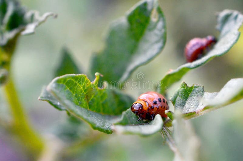 Colorado Potato Beetle Larvae Eat Leaf Of Young Potato Stock Image