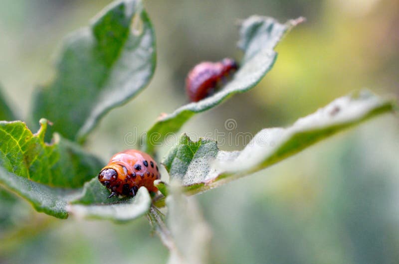 Colorado Potato Beetle Larvae Eat Leaf Of Young Potato Stock Photo