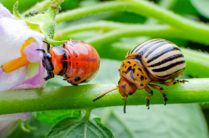 Colorado potato beetle and red larva crawling and eating potato leaves stock photos Colorado potato beetle and red larva crawling and eating potato leaves stock photos