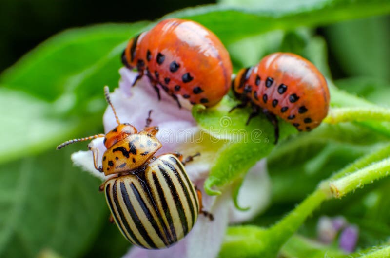 Colorado potato beetle and red larva crawling and eating potato leaves stock image Colorado potato beetle and red larva crawling and eating potato leaves stock image
