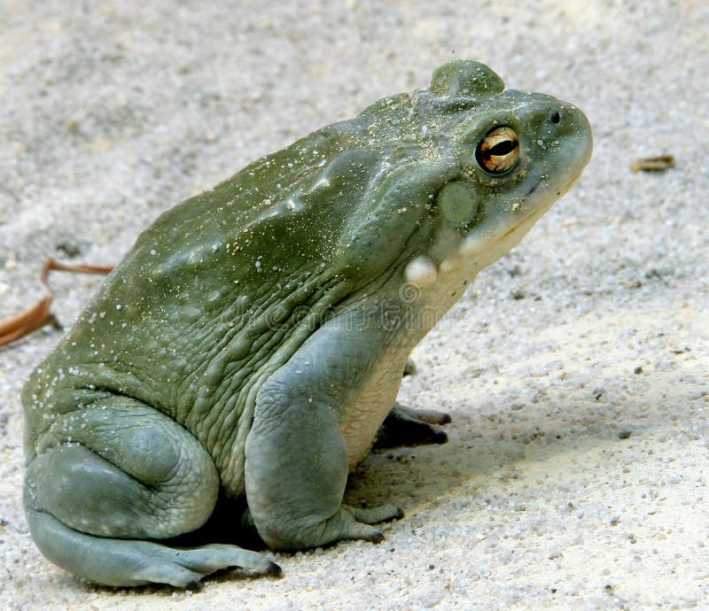 Colorado River Toad 1