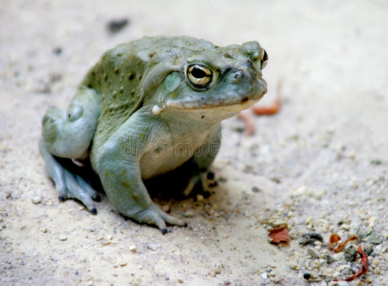 Colorado river toad 2