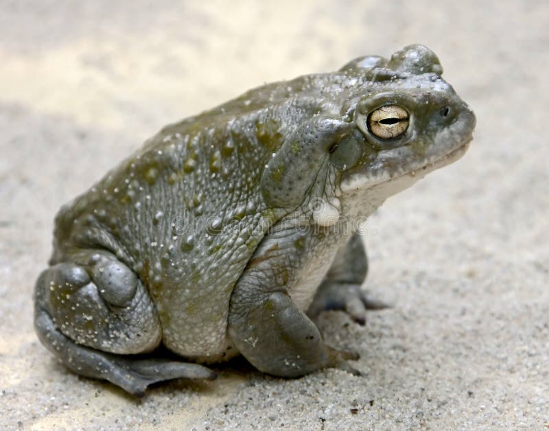 Colorado river toad 4