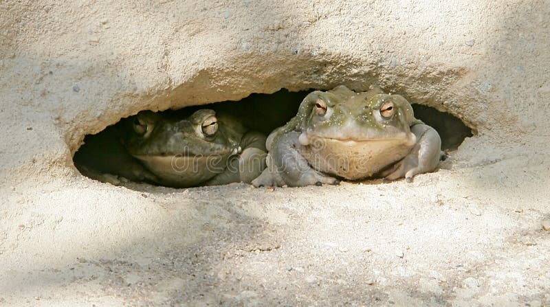 Colorado River Toad 5