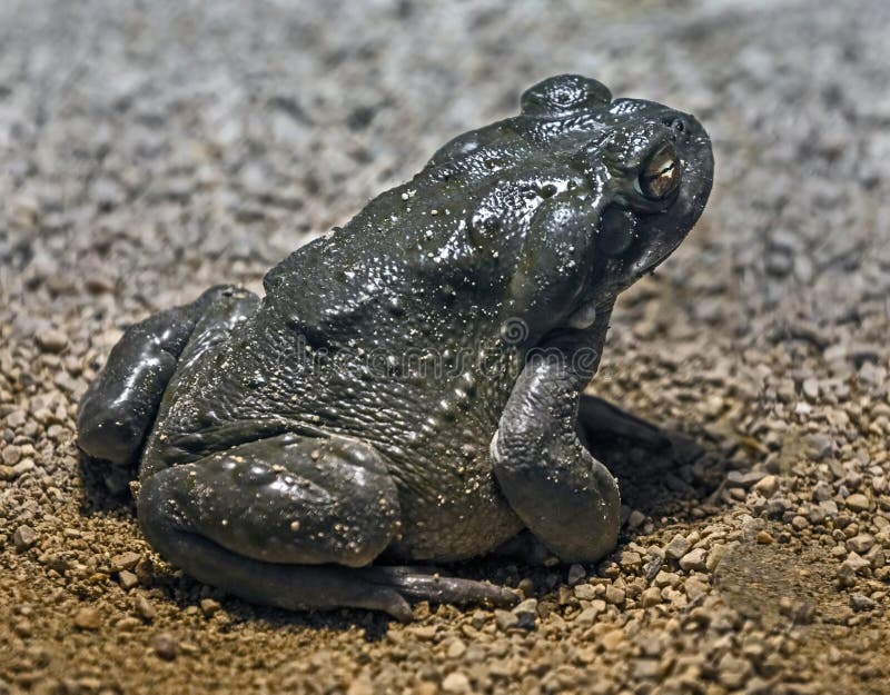 Colorado river toad 10