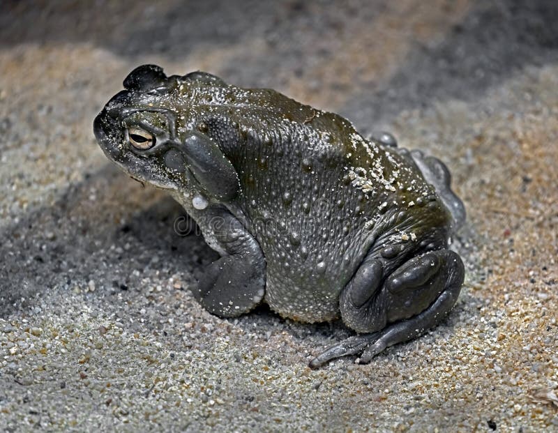 Colorado river toad 7