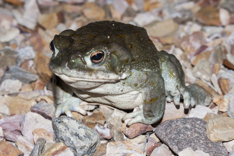 The Colorado River toad Incilius alvarius, the Sonoran Desert toad, is a psychoactive toad found in northern Mexico