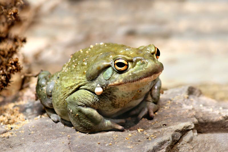 Colorado River toad Incilius Bufo alvarius stock photo