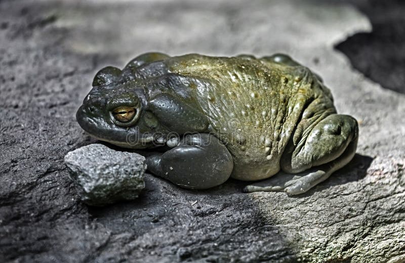 Colorado river toad on the stone 1