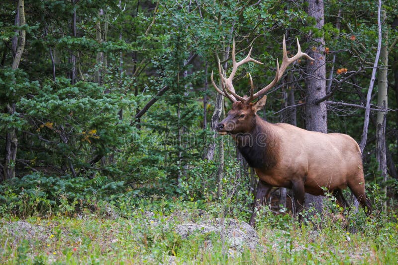 Colorado Rocky Mountain Bull Elk with antlers