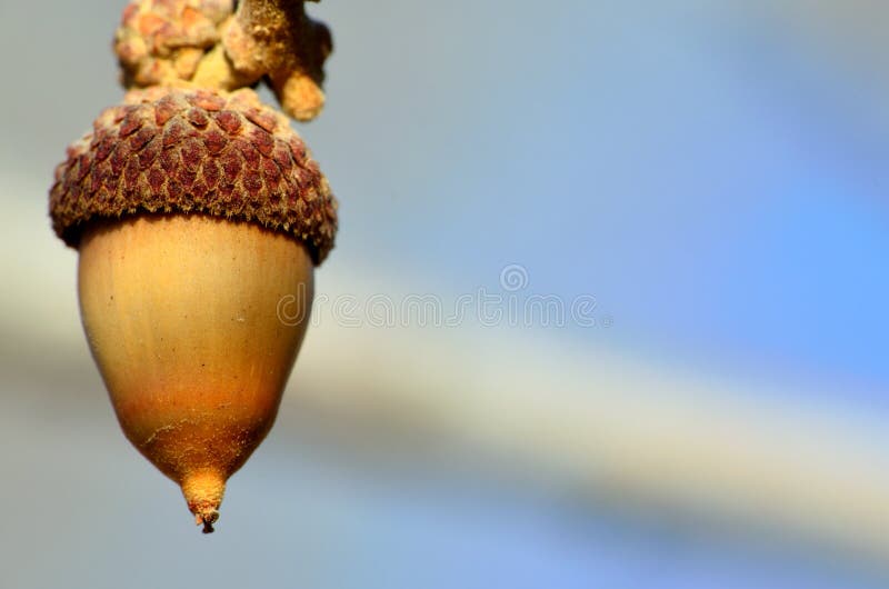 Colorado Scrub Oak Acorn stock photo. Image of stem, bush 30310430