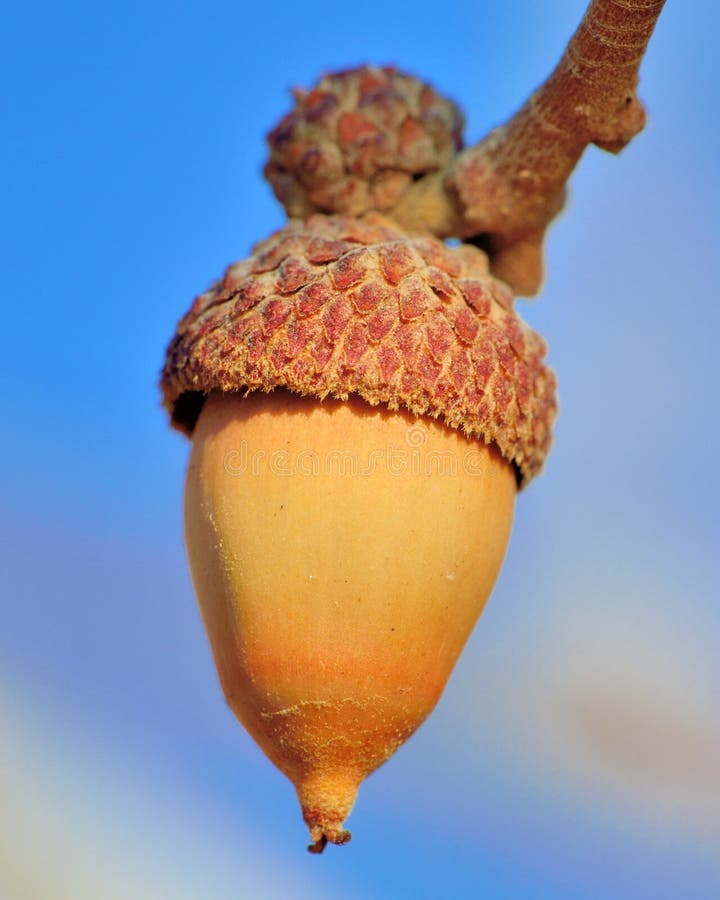 Colorado Scrub Oak Acorn Stock Photos Free & RoyaltyFree Stock Photos from Dreamstime