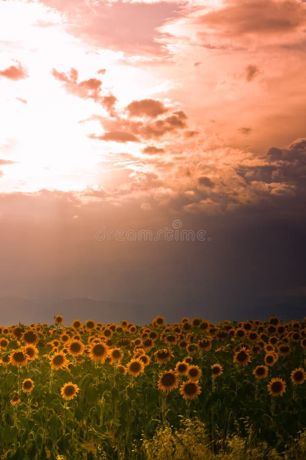 Colorado Sunflower Sunset