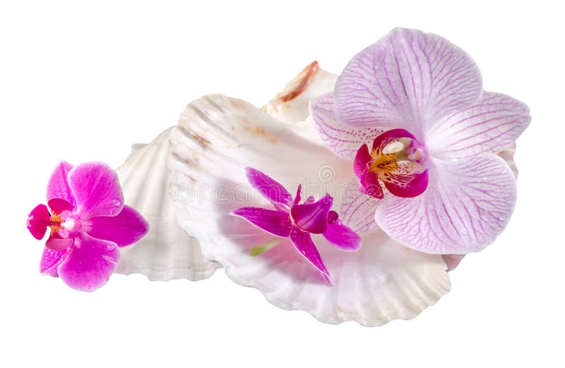 Colorato, malva, porpora, giallo, rosa, fiori dell'orchidea e conchiglie, isolato, ritaglio, phalaenopsis di Orhideea fotografia stock libera da diritti